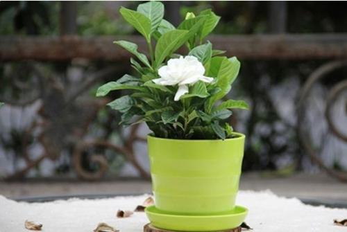 栀子花花苞从根部发黑掉落怎么办,为什么栀子花花苞变黑了