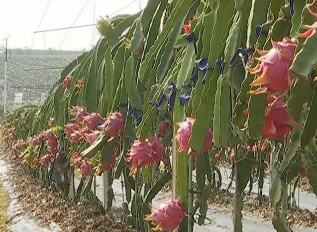 广西隆安金穗火龙果良种培育基地,南宁隆安火龙果基地是几年建成的