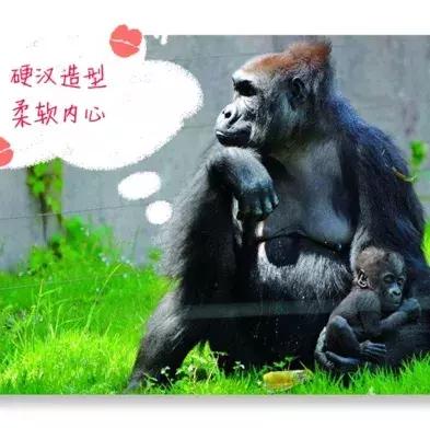 动物好伙伴之动物欢乐岛,超级有趣的动物知识