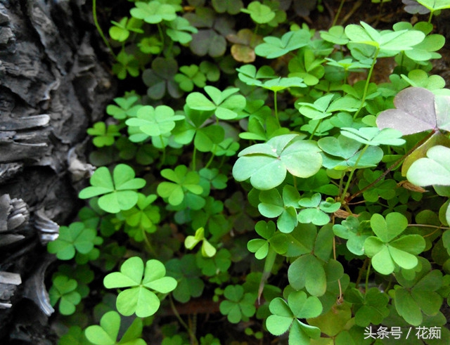 花盆里长很多三叶草怎么消灭,花盆三叶草