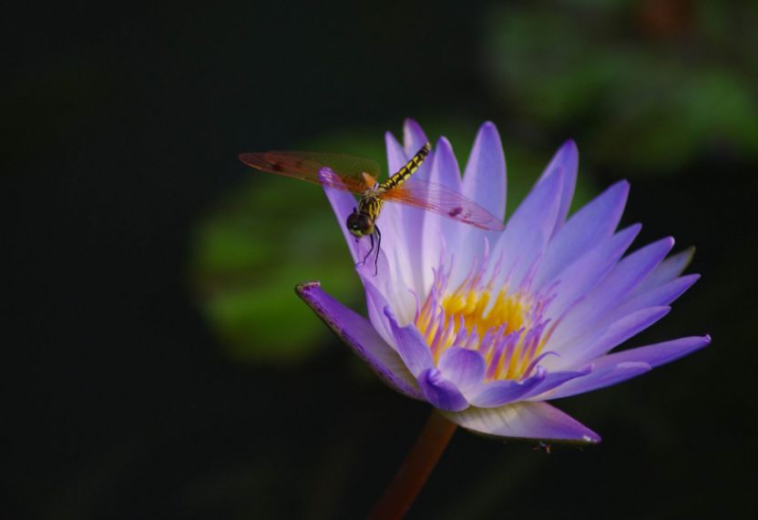 描写蜻蜓飞舞的优美诗句,描写蝴蝶蜻蜓飞舞的夏日诗句