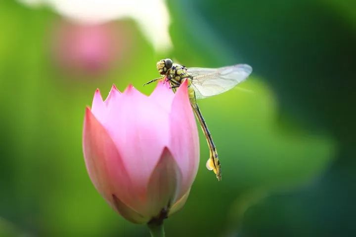 描写蜻蜓飞舞的优美诗句,描写蝴蝶蜻蜓飞舞的夏日诗句