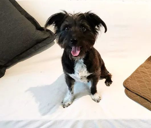 无法接受狗狗离开自己,主人抛弃狗狗狗狗嚎啕大哭