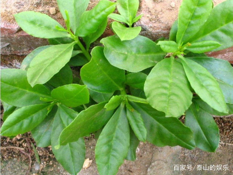 假人参故事,假人参的药用价值是什么