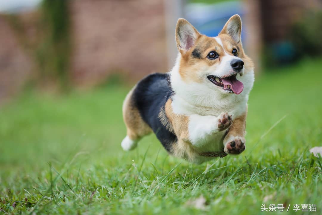 不要小瞧人家柯基的小短腿,柯基撞到了腿一瘸一拐还能跑