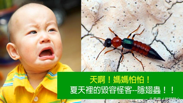 隐翅虫能用手抓吗,隐翅虫有多大的危害