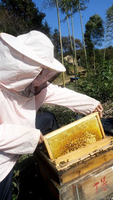 野生蜂什么季节取蜂蜜最佳,如果蜜蜂捉到了该怎么处理