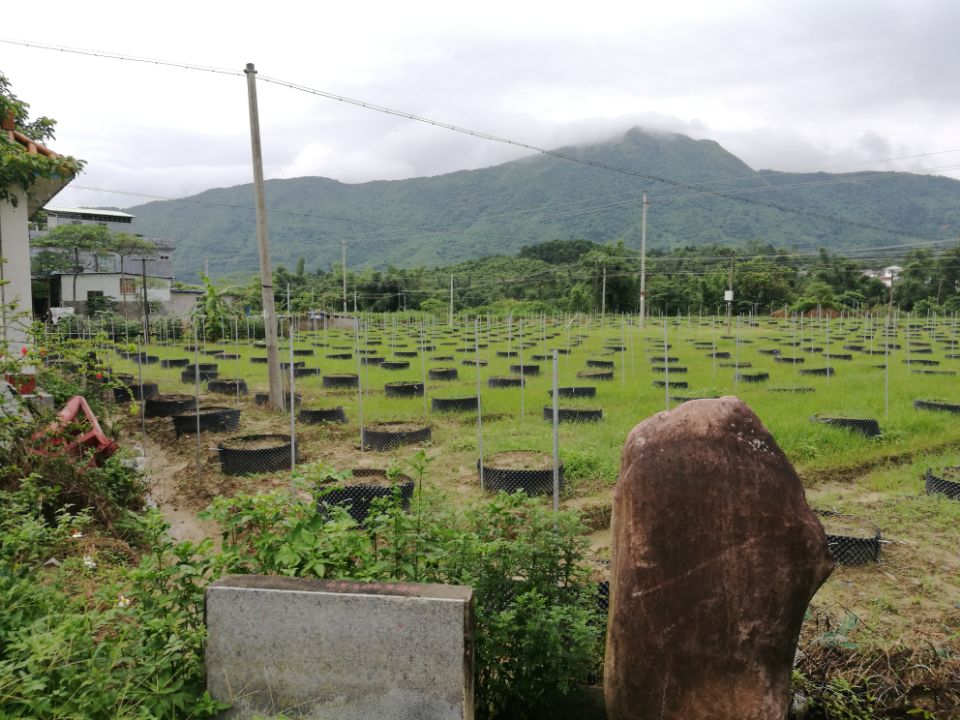 解决种植难题，种出大家都吃得上的黄金百香果，果美味甜产量高
