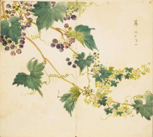 诗经蒹葭的传说,三千年传说中的蒹葭