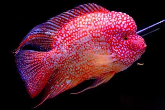 谨以此篇文章献给所有的爸爸,谨以此书献给所有守护光明的人