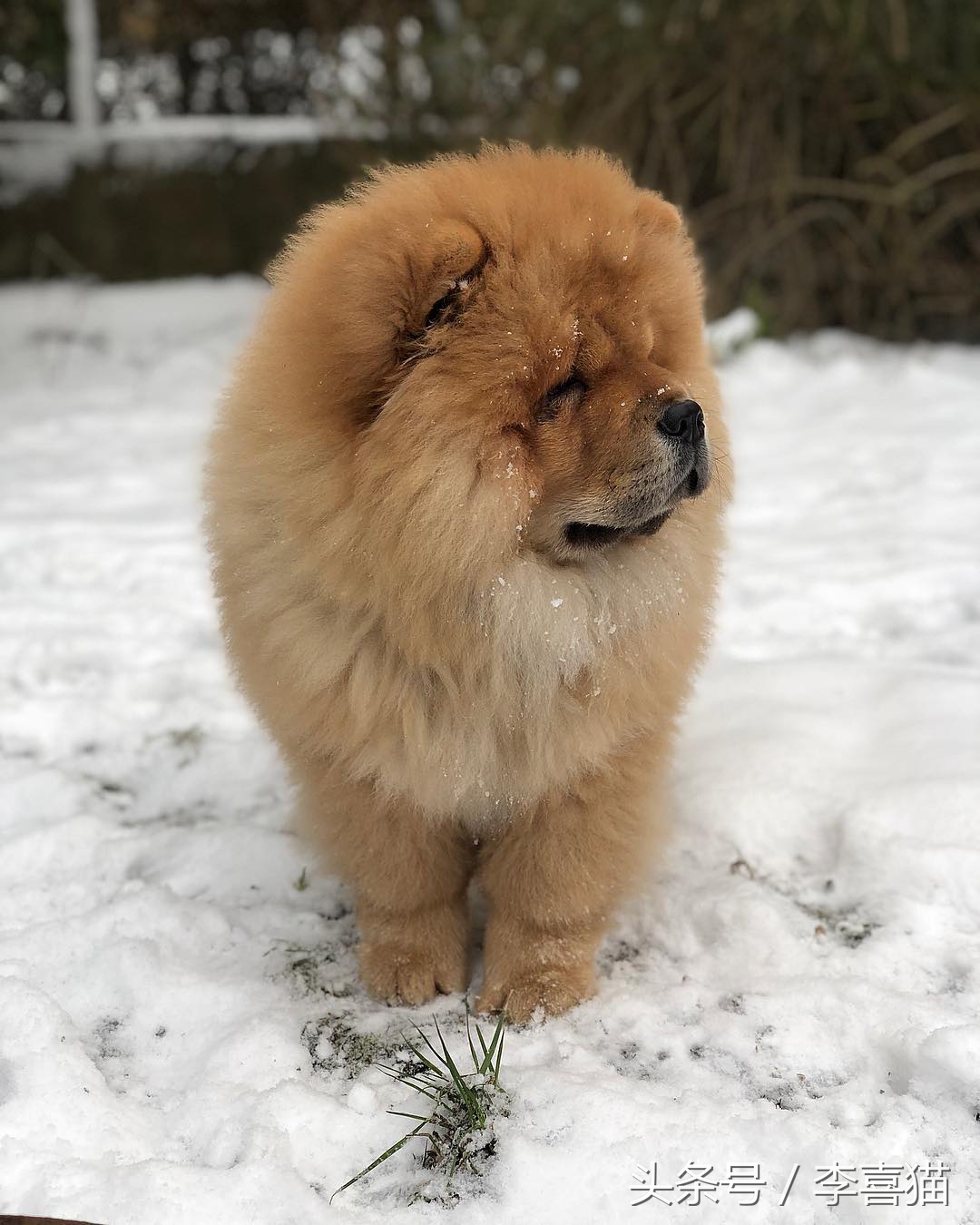 狗狗有七十二般变化，养一只就像开了一家动物园