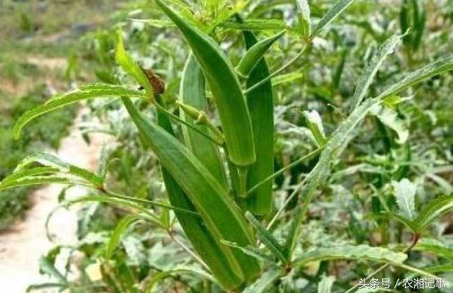 农村姑娘创业好做吗视频,农村姑娘创业一年能挣多少钱