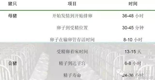 猪场分娩舍有哪些重点,猪场正常分娩接产的操作流程