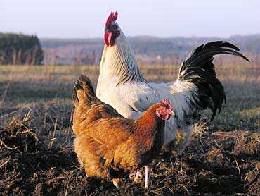 如果鸡蛋放到冰箱里还能孵出小鸡,放在阳台上不用的鸡蛋孵出了小鸡