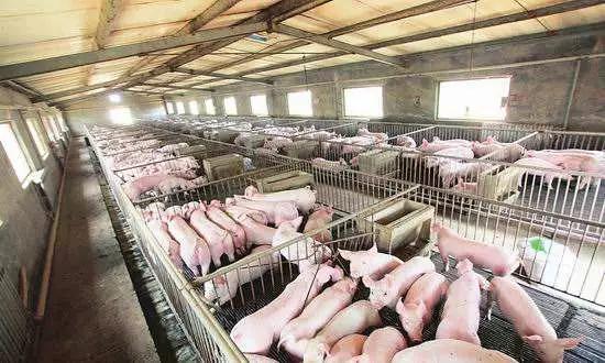 猪为什么容易中暑,猪中暑了