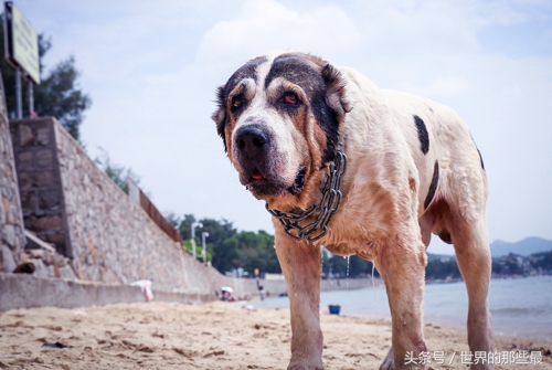 单挑最强犬种,猛犬咆哮比特犬斗藏獒