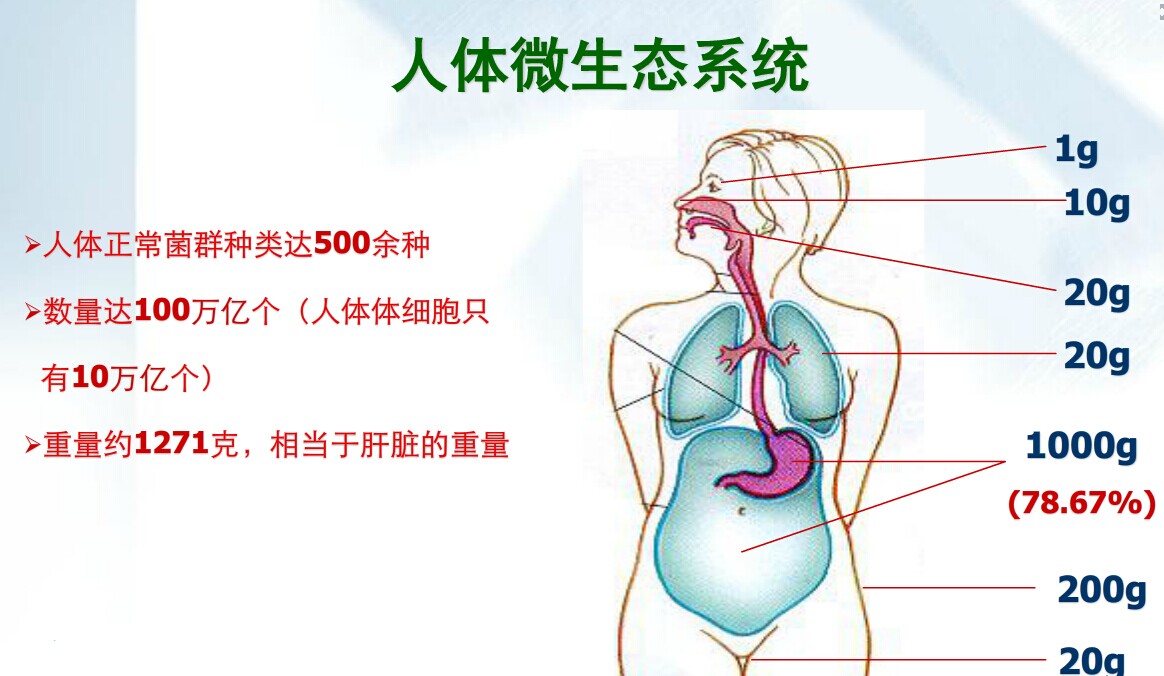 阴道微生态与AV、BV、CV的诊断治疗
