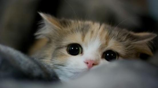 家里的猫要是死了怎么办,家里的猫难产死了预示着什么