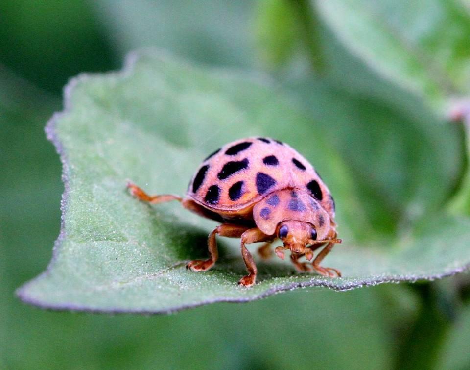 茄子辣椒生虫了,危害辣椒茄子的害虫图片