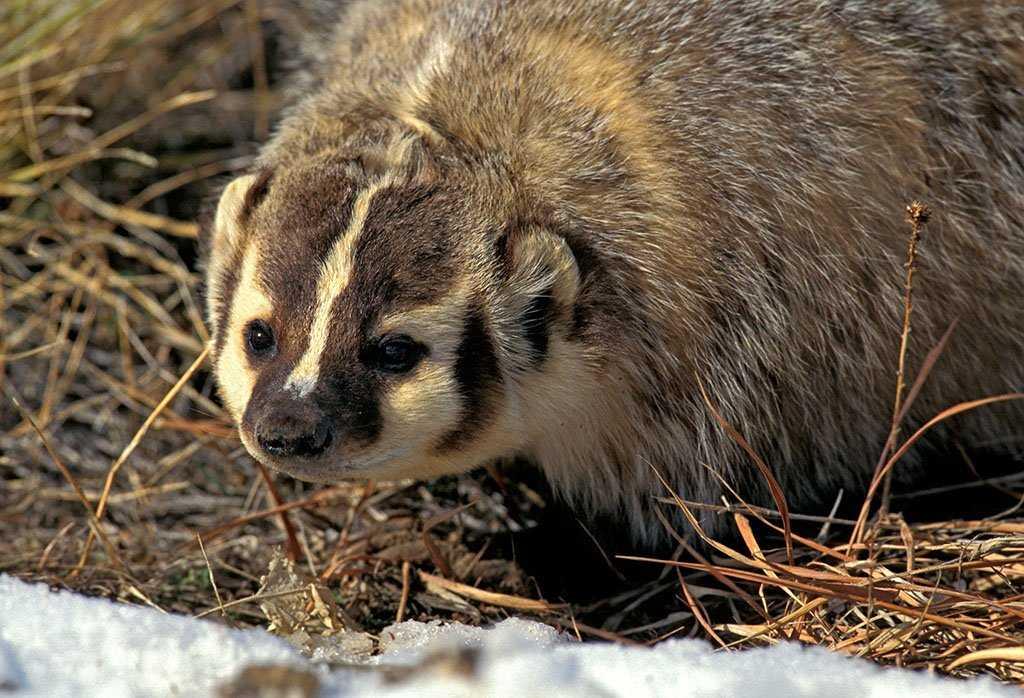 非洲蜜獾天不怕地不怕,我国这三种也不是吃素的,金刚狼原型是它