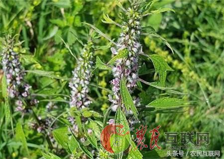 农村随处可见的益母草，对女人竟然这么重要