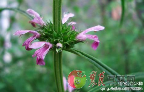 农村的益母草是咋样的,农村采摘的益母草喝有啥好处