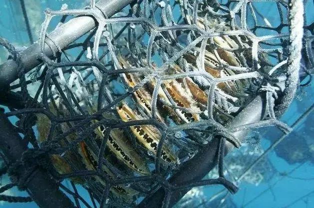 珍珠知识新手入门教学,小火说免费阅读