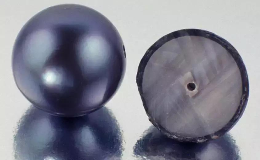 珍珠知识新手入门教学,小火说免费阅读