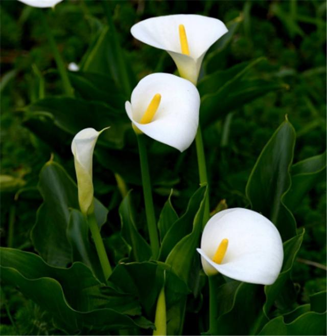 马蹄莲的养护方法快速开花,马蹄莲开花后怎么养护和管理