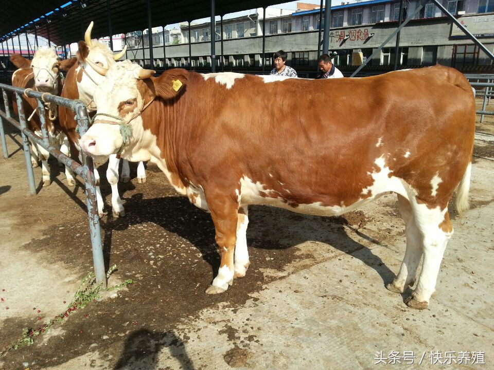 养奶牛遇到的问题,养母牛要怎么才养得好