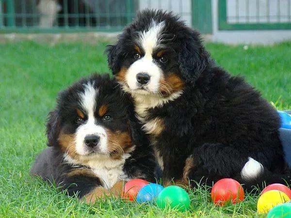 最受欢迎的小型犬排行,最受欢迎的名犬