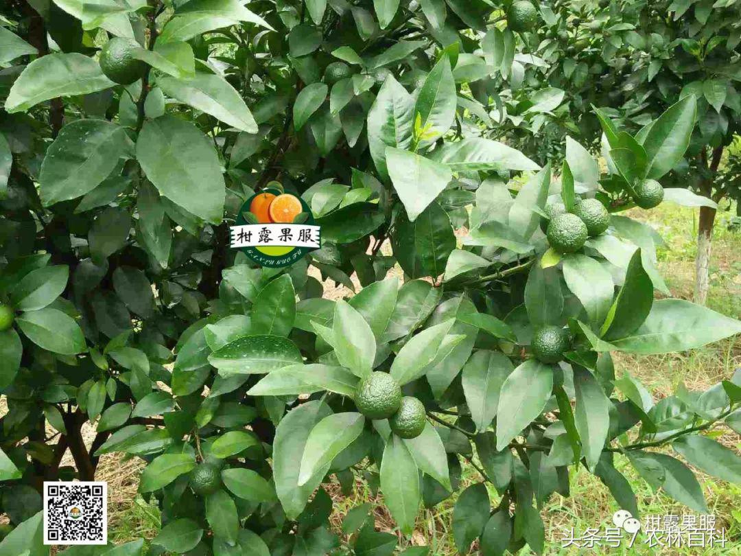 沃柑真假,真假沃柑