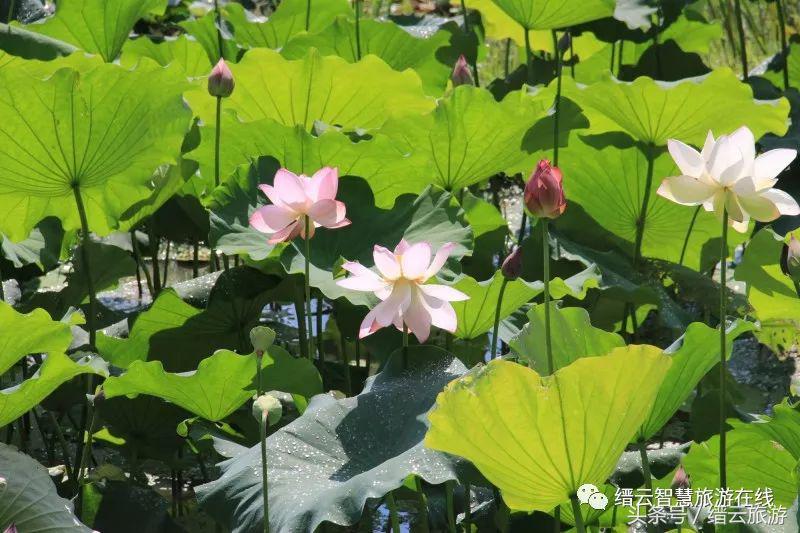 「美文游记征集大赛」No.133光阴缓缓，日子懒懒——在缙云的夏日时光