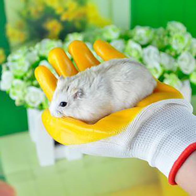 怎样摸仓鼠让仓鼠上手,新手养仓鼠怎么让仓鼠上手不咬人