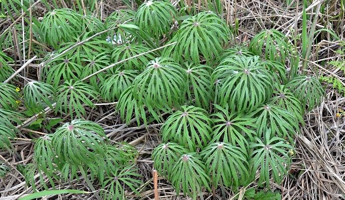 一种不知名的野草还卖到几十块钱,农村有一种神奇的野草