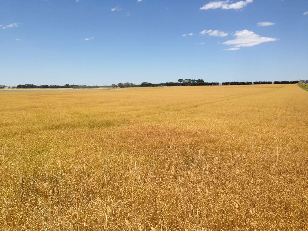 澳洲即食燕麦片营养早餐,奇亚籽谷物即食燕麦片的吃法