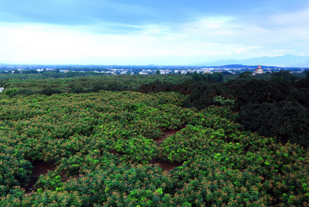 2018年广西荔枝滞销,广西龙眼滞销