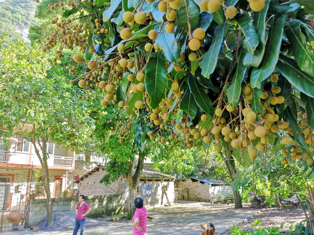 2018年广西荔枝滞销,广西龙眼滞销