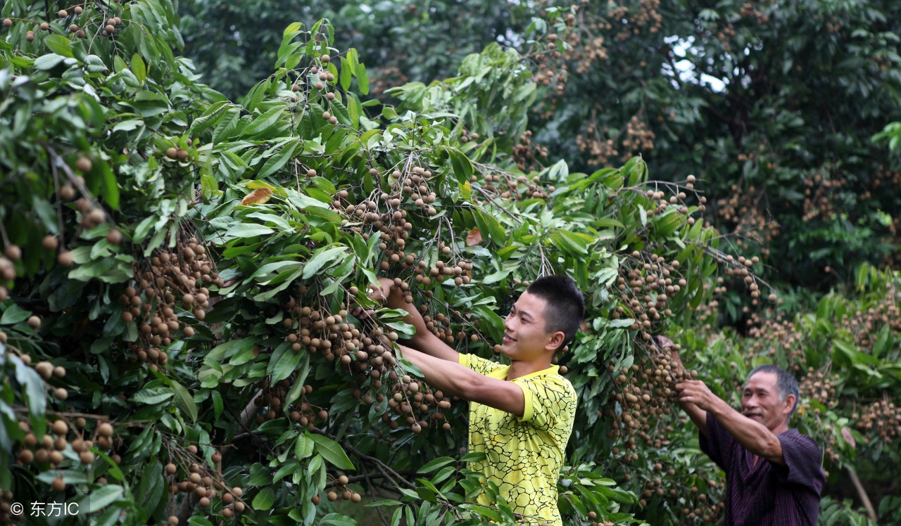 2018年广西荔枝滞销,广西龙眼滞销