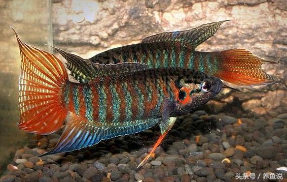 哪些观赏鱼适合混着养,家里养观赏鱼用什么鱼缸