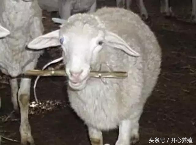 羔羊胀气用什么药,野外放牧羊胀气最快去除的方法