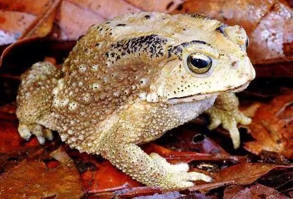 只有淮南人才懂的话,只有淮南人才看得懂的几句话