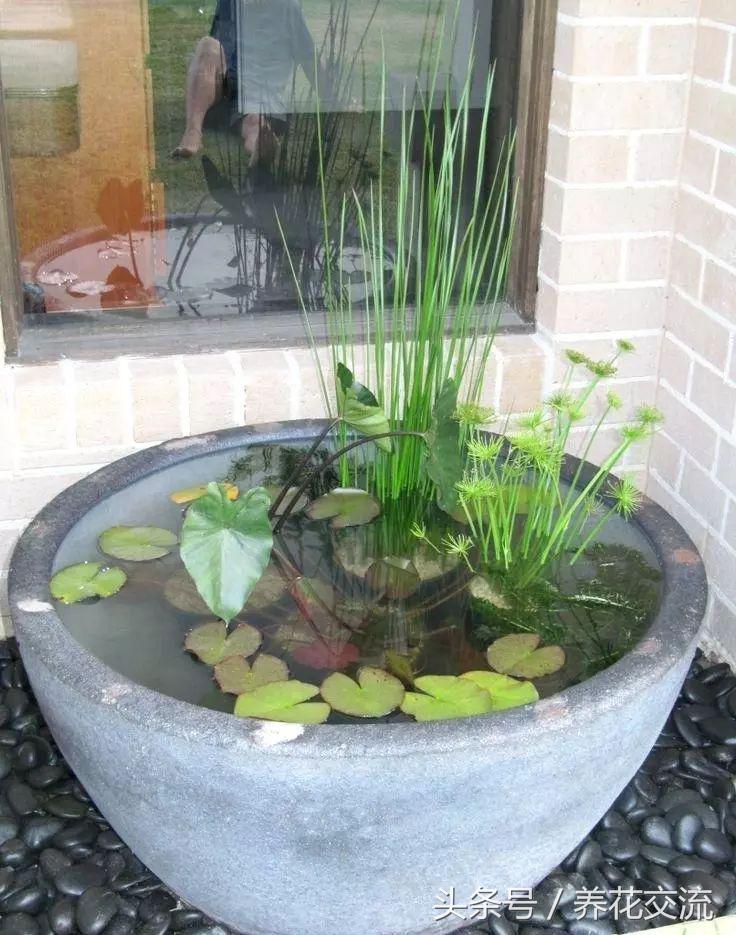 睡莲花瓶里怎么水养,睡莲养在水缸里套盆的技巧