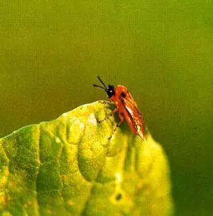 8种农药防治蔬菜害虫的药效试验,蔬菜害虫最佳防治方法