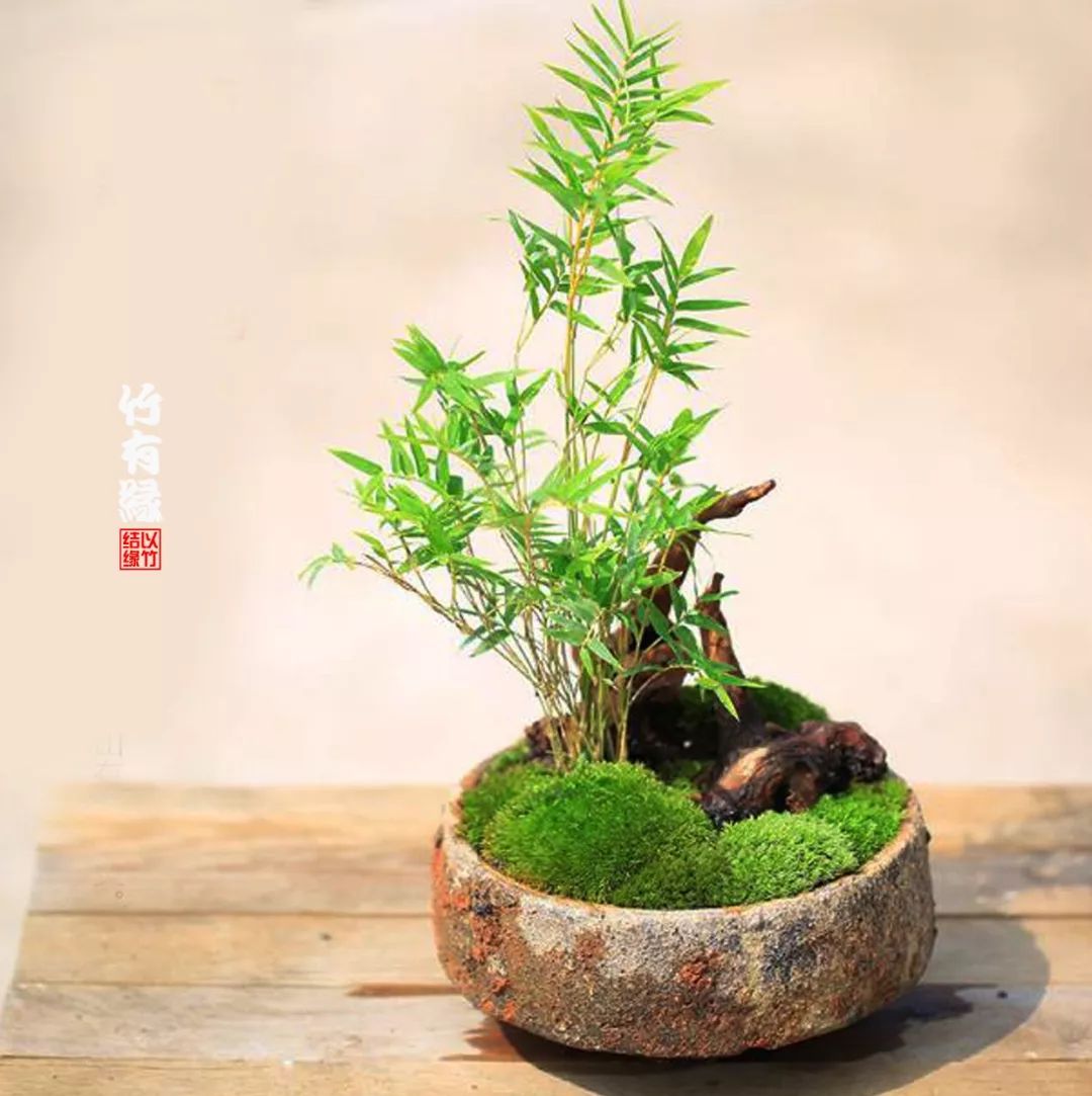 凤尾竹植物养护,凤尾竹米竹怎么养