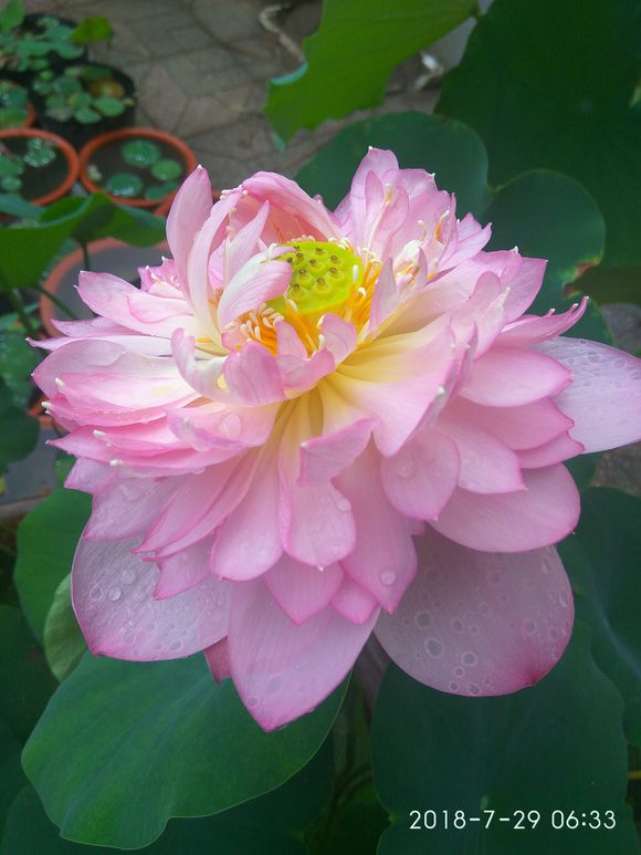 为了种花，老婆把老家的水缸偷来了，骗老妈说腌咸菜！