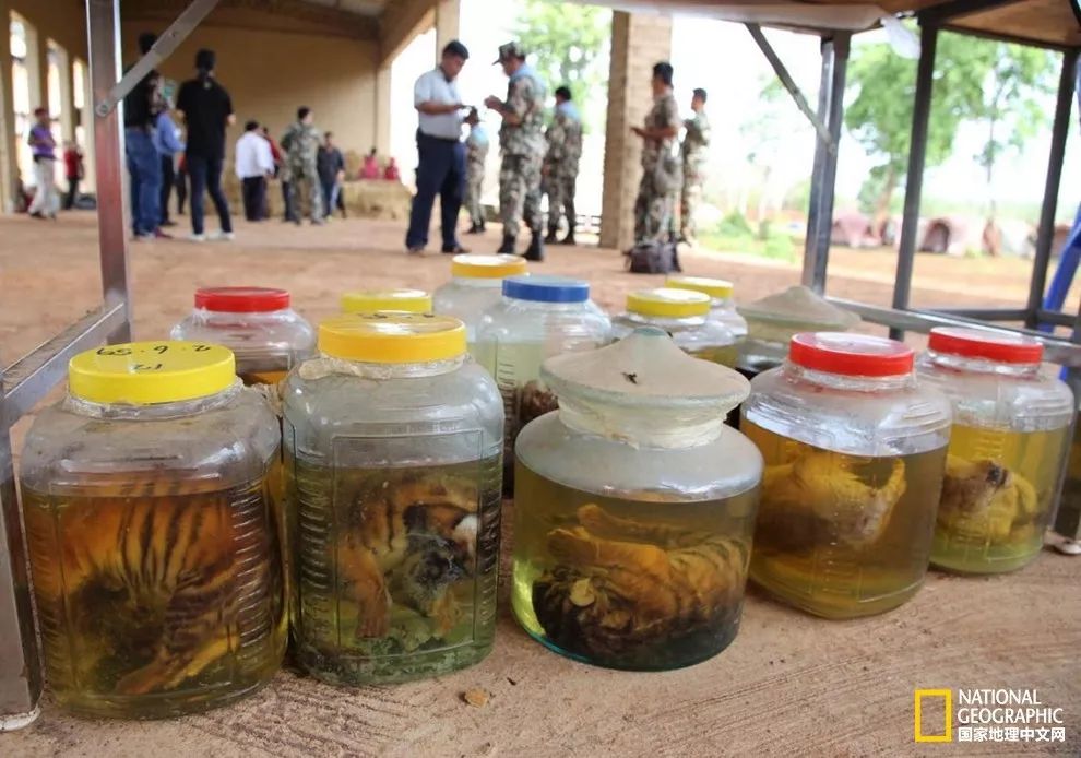 国家地理历史解密,国家地理老虎的复仇