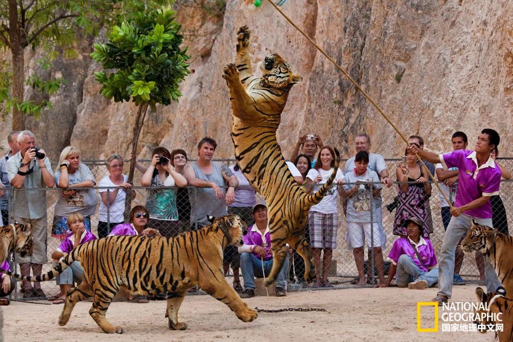 国家地理历史解密,国家地理老虎的复仇