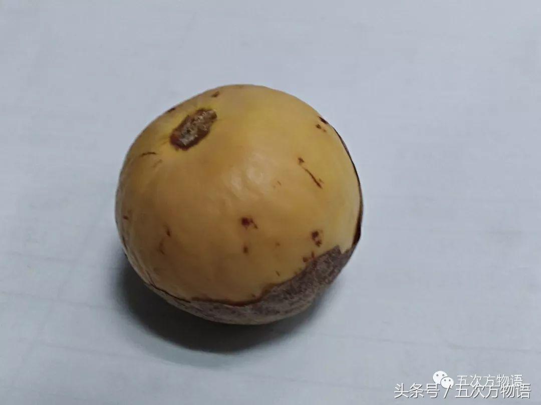 牛油果外表好还是坏,牛油果长成什么状态可以吃