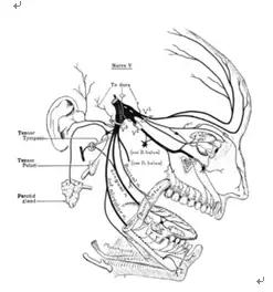 为什么点眼药水嘴巴要张开,滴眼药水为什么